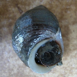 Littorina littorea (Common Periwinkle )