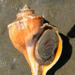 Busycotypus canaliculatus (Channeled Whelk)