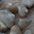 Corbula amurensis (Overbite Clam)