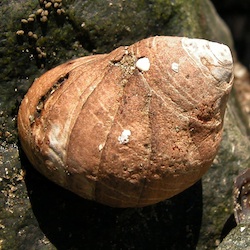 Littorina littorea Image 3