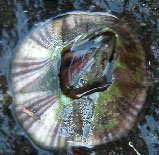 Balanus amphitrite (Striped Barnacle)