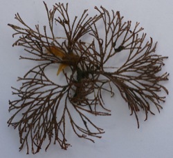 Bugula neritina Image 3-from SFBay, branching