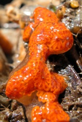 Botryllus schlosseri Image 5-orange from SFBay