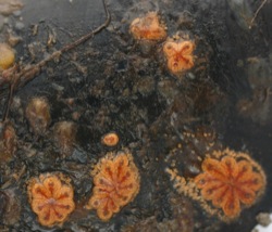 Botryllus schlosseri Image 11-young colonies on mussel