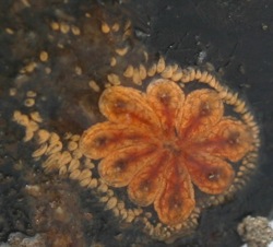 Botryllus schlosseri Image 12-detail with small oval blobs