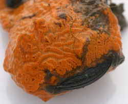 Botrylloides violaceus Image 1-orange colony on mussel