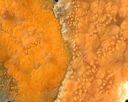 Botrylloides violaceus Image 8-closeup adjoining colonies