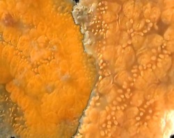 Botrylloides violaceus Image 8-closeup adjoining colonies