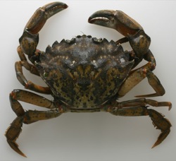 Carcinus maenas (Green Crab)