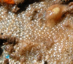 Cryptosula pallasiana b