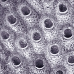 Cryptosula pallasiana Image 6