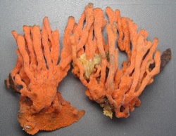 Clathria prolifera (Red Beard Sponge)