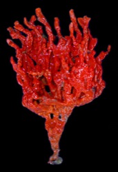 Clathria prolifera Image 7