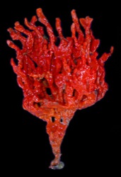 Clathria prolifera Image 7