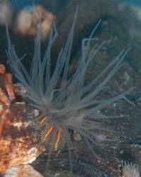 Diadumene lineata (Orange-striped Green Anemone)