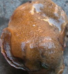 Didemnum 5-on Ostrea lurida