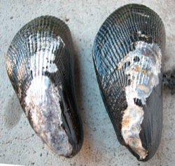 Geukensia demissa (Ribbed Mussel)