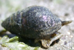 llyanassa obsoleta Image 2