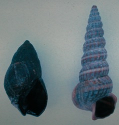 llyanassa obsoleta Image 9