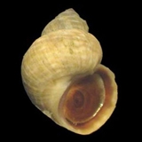 Littorina saxatilis  (Rough Periwinkle)