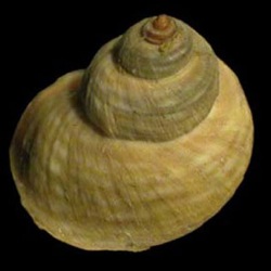 Littorina saxatilis 4-another view of previous