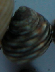 Littorina saxatilis Image 7