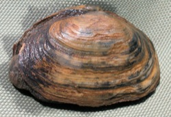 Mya arenaria Image 3-stained shell