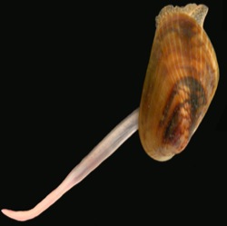 Musculista senhousia Image 3