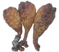 Styela clava (Club Sea Squirt)