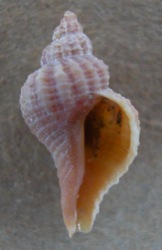 Urosalpinx cinerea Image 1