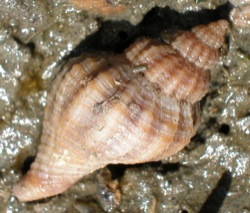 Urosalpinx cinerea (Atlantic Oyster Drill)