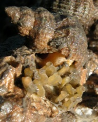 Urosalpinx cinerea Image 3