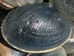 Ruditapes philippinarum Image 3-from black mud