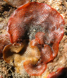 Watersipora Image 1