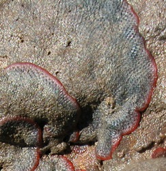 Watersipora Image 2