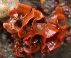 Watersipora Image 5