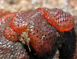 Watersipora subtorquata ()