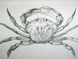 Carcinus maenas Image 1