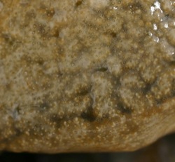 Didemnum 8-closeup of surface