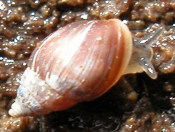 Myosotella myosotis  (Mouse-ear Ovatella)