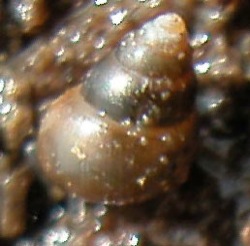 Myosotella myosotis Image 3