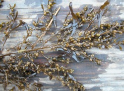 Sargassum muticum  (Japanese Wireweed)